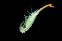 Zabronozka letni - Branchipus schaefferi - Fairy Shrimp 5495